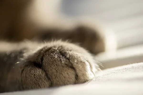Närbild bild av en tass av en grå katt. — Stockfoto