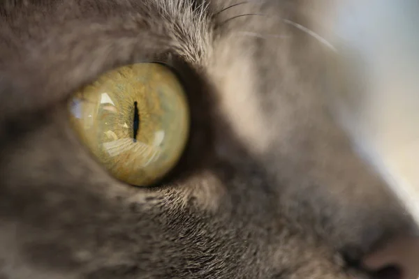 Foto de cara cercana de un gato gris . — Foto de Stock
