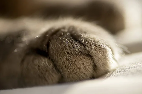 Close up shot of a paw of a gray cat. — Stock Photo, Image