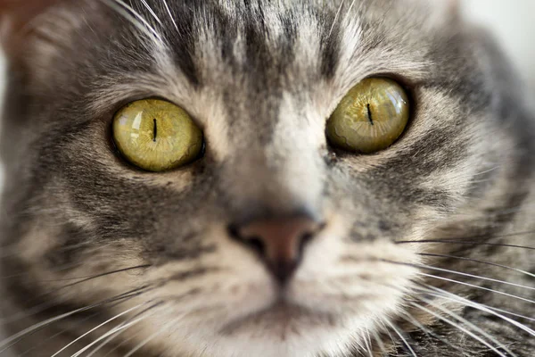 Nahaufnahme Gesicht Foto einer grauen Katze. — Stockfoto