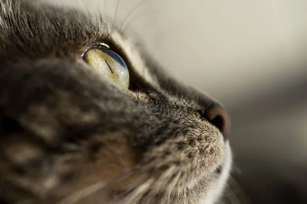 Foto de cara cercana de un gato gris . — Foto de Stock