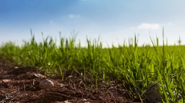 Campo de relva com solo em primeiro plano . — Fotografia de Stock