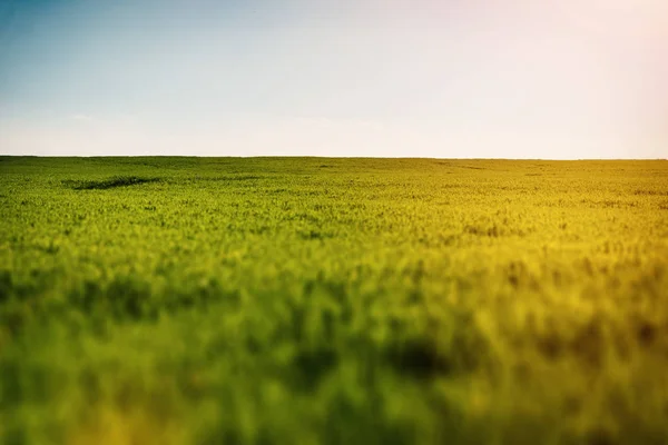 Prado com um sol em um céu claro . — Fotografia de Stock