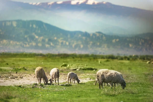 Weidende Schafe auf den Wiesen und ein schneebedeckter Berg auf dem Rücken — Stockfoto