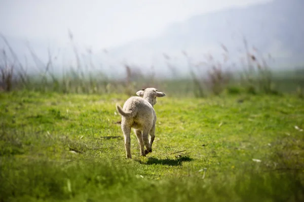 Cordeiro correndo no prado de vista traseira . — Fotografia de Stock