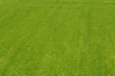 çim alan dokulu arka plan.