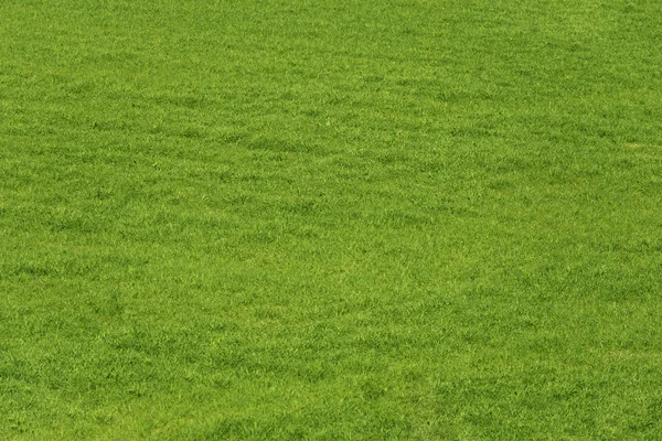 Campo de hierba fondo texturizado . —  Fotos de Stock