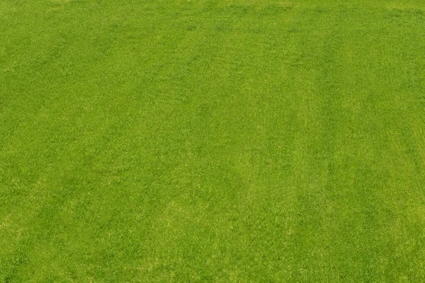 Campo de hierba fondo texturizado . —  Fotos de Stock