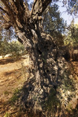Bir zeytin ağacının gövdesi.
