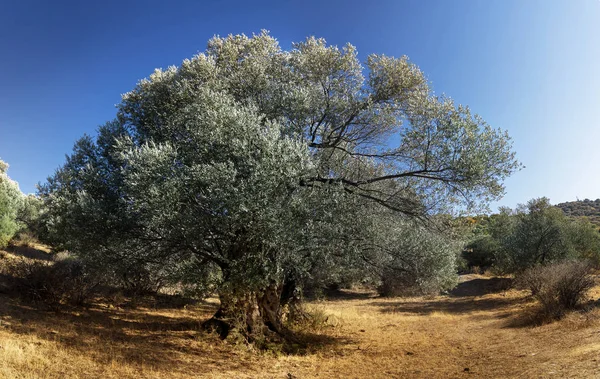 Jedno drzewo oliwne na polu. — Zdjęcie stockowe