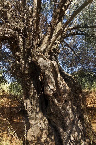 Kmen olivovníku. — Stock fotografie