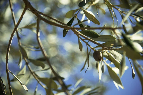 Aceitunas en la rama sobre un olivo sobre un fondo celeste . — Foto de Stock