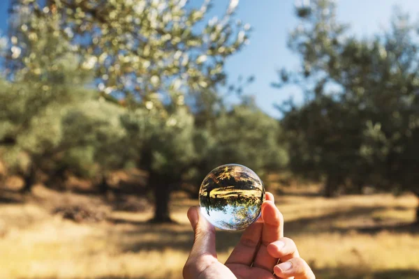 Hand holding a glass ball towards to the olive field.