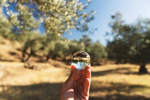 El, zeytin tarlasına doğru cam bir top tutuyor.. — Stok fotoğraf