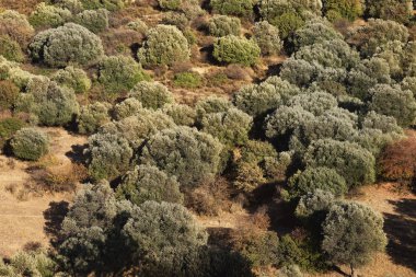 Doğal bir zeytin tarlasının üst görüntüsü.