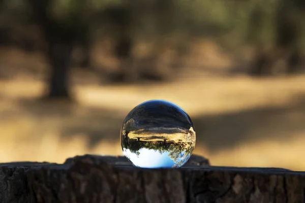 Glass ball on a cut olive trunk. — Stock Photo, Image