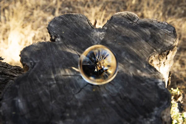 Szklana kula na przeciętym kufrze oliwnej. — Zdjęcie stockowe