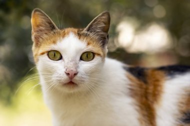 Bir sokak kedisini yakından çek..