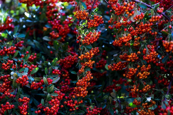 Närbild skott av rönn frukter på gren. — Stockfoto