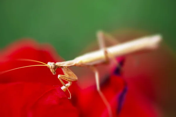 Close-up schot van een bidsprinkhaan. — Stockfoto