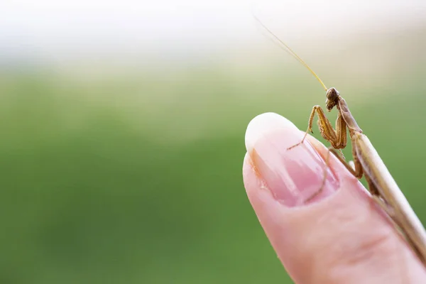 Primer plano de una mantis . — Foto de Stock