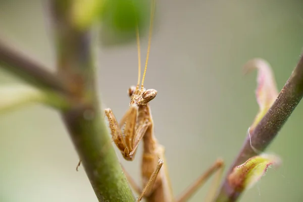 Close up shot of a mantis. — Stock Photo, Image