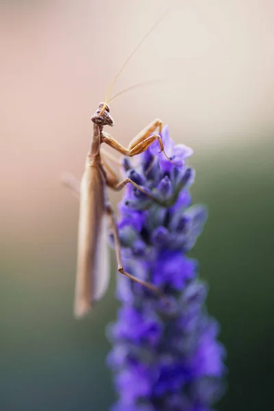 Close-up schot van een bidsprinkhaan. — Stockfoto