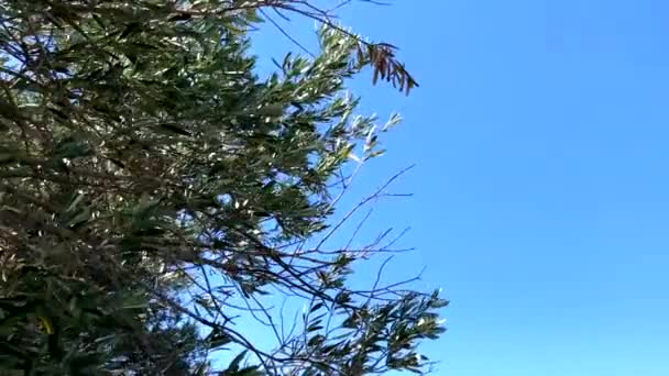 Ветви Листья Оливкового Дерева — стоковое видео