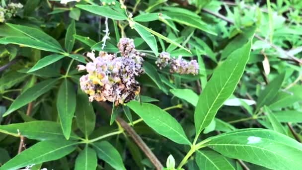 Bestäubt Eine Biene Auf Einer Blume Und Fliegt Hinterher Zeitlupenaufnahmen — Stockvideo