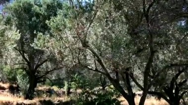 Walking and seeing the olive trees in the field.
