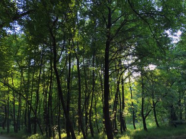 Landscape view of sweetgum trees.