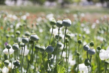 Close up shot of opium Poppies in the field 