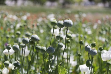Close up shot of opium Poppies in the field 