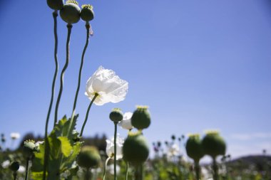 Close up shot of opium Poppies in the field 