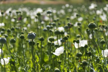 Close up shot of opium Poppies in the field 