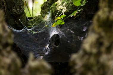 Tunnel Spider web in a trunk of a tree.