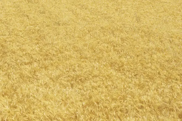 Textura de fondo de campo de trigo en verano . —  Fotos de Stock