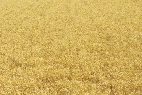 Wheat field background texture in summer. — ストック写真