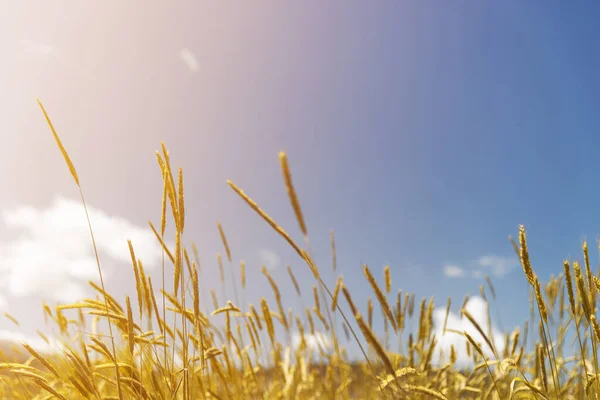 Close up shot of wheats — Stok fotoğraf