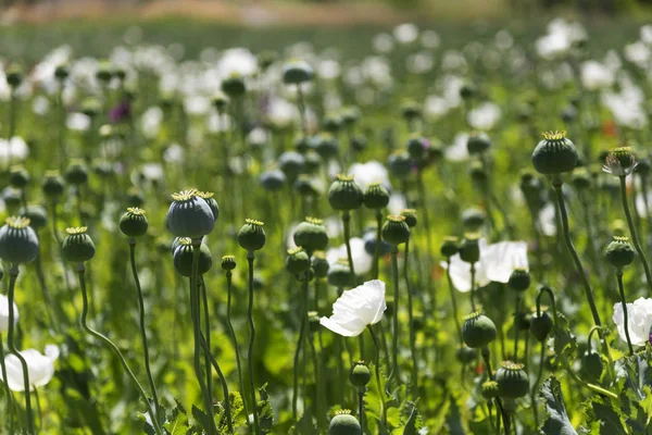 Close up shot of opium Poppies in the field 