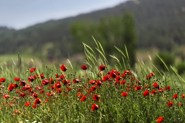 Közelről ópium Poppies piros virágok a területen — Stock Fotó