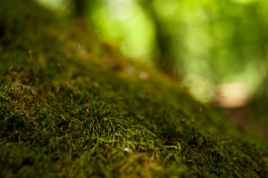 Ormandaki yosunları yakından çek..