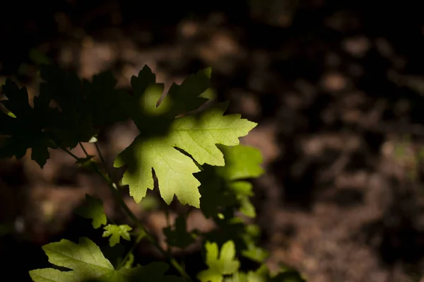 Close Shot Sweetgum Tree Leaves Partial Light — Stock Photo, Image