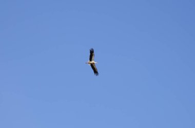 Aşağıdan uçan leylek. Kanatlar açıldı.