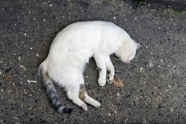 白色的猫躺在地上 好像它死了 但没有 — 图库照片