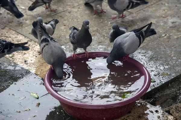 Pigeons Drinking Water Hot Weather — Stock Photo, Image