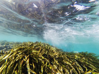 Su altı manzarası, biraz kaya ve yosun var..