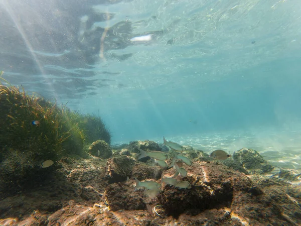 一些鱼 岩石和苔藓背景的水下景观 — 图库照片