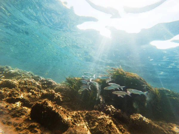一些鱼 岩石和苔藓背景的水下景观 — 图库照片