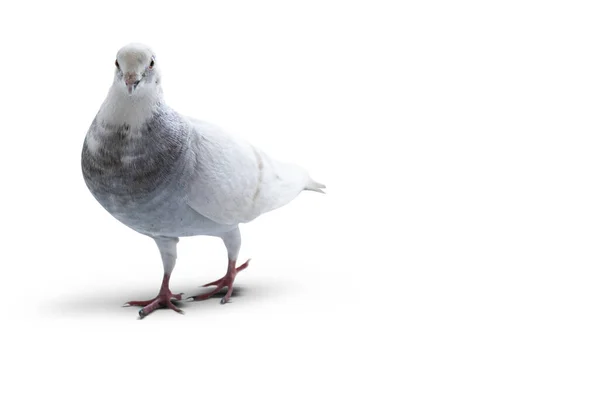 Pombo Branco Isolado Sobre Fundo Branco — Fotografia de Stock